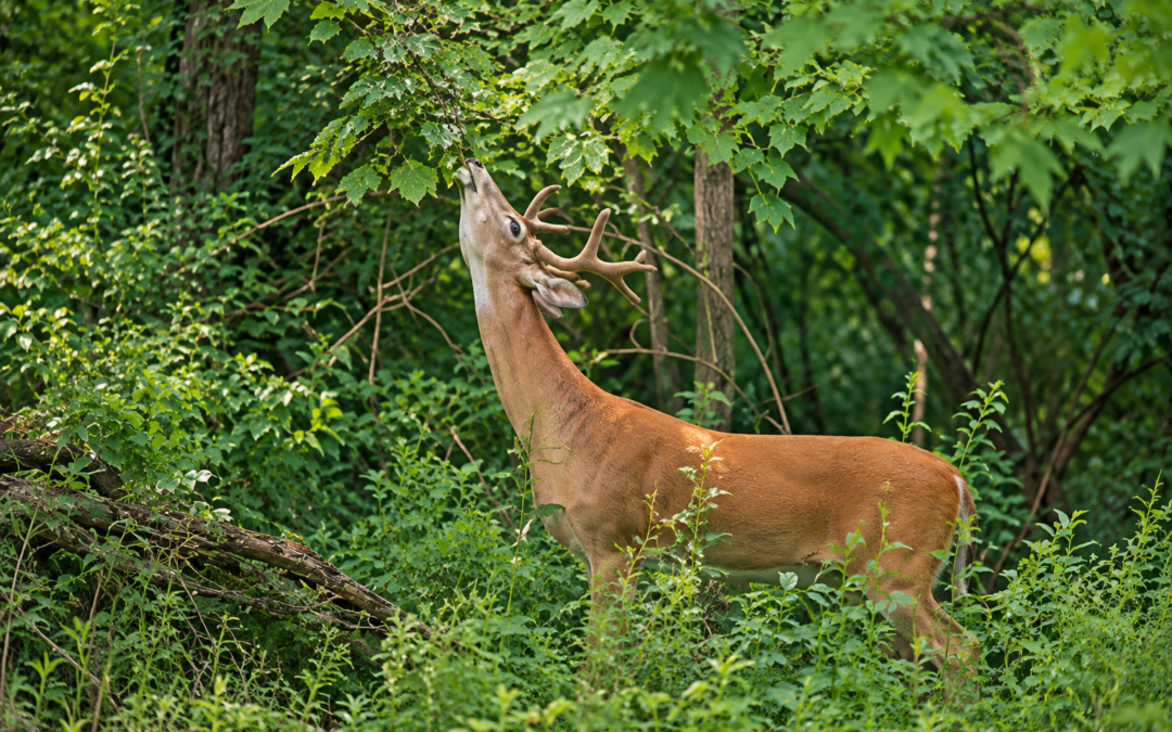 Best Land Management Practices for Whitetail Deer
